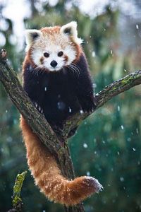 kis-panda2.jpg