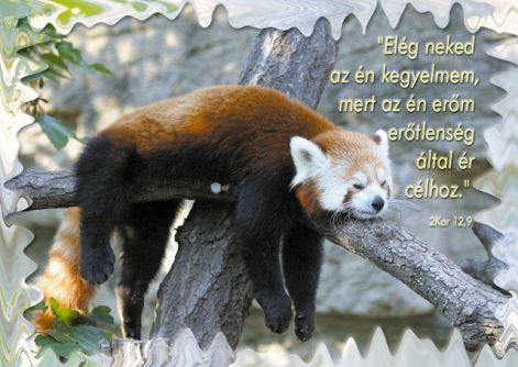 kispanda.jpg