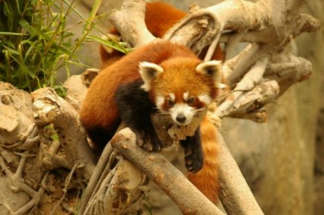 red_panda_ocean_park_hk.jpg